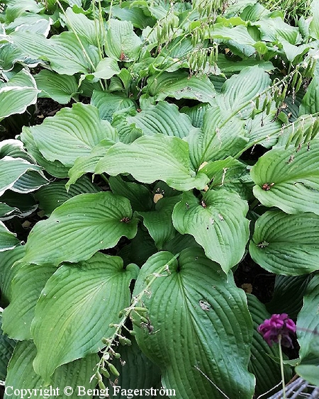 Isokuunlilja - tuvfunkia - Hosta elata
